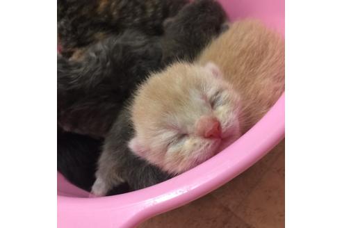 成約済の大阪府のスコティッシュフォールド-2851の4枚目